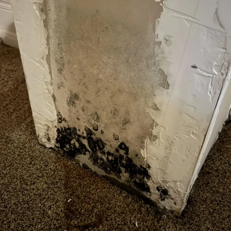 Professional Mold Removal in Englewood, TN